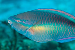 BD-101208-Cozumel-2868-Scarus-taeniopterus.-Lesson.-1829-[Princess-parrotfish].jpg